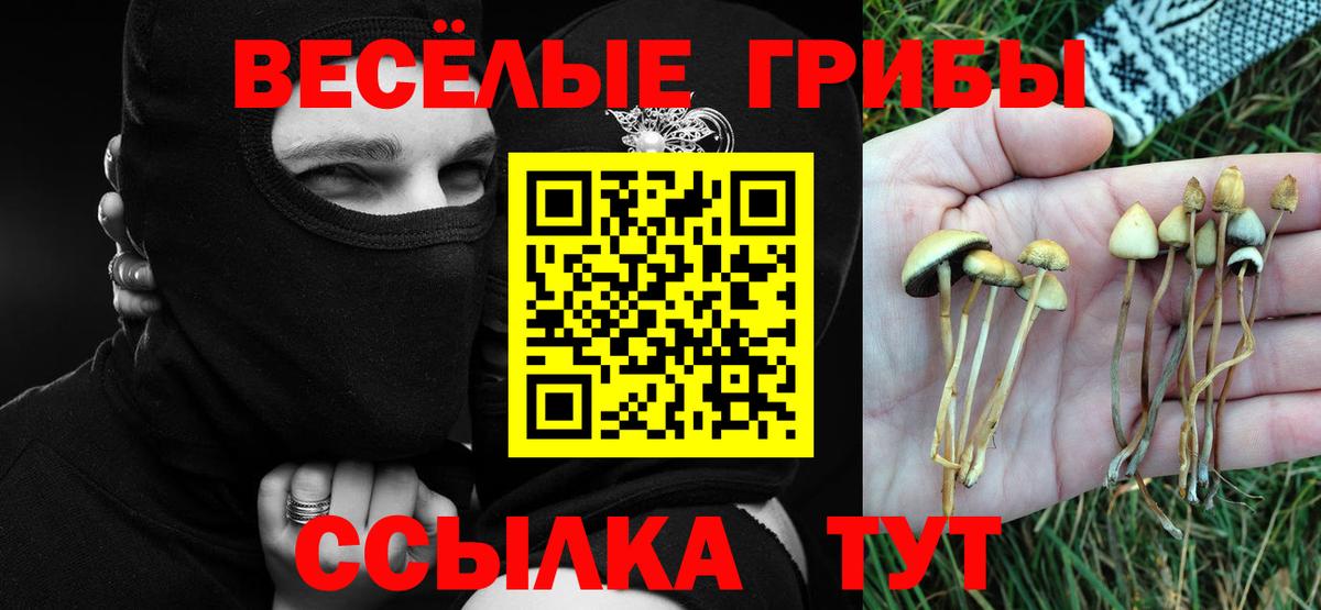 Галлюциногенные грибы Psilocybine cubensis Тайшет